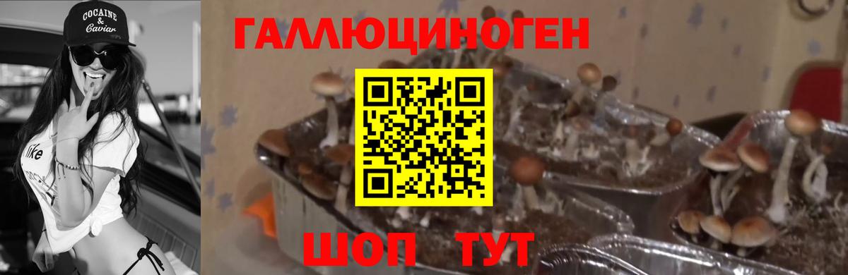 Псилоцибиновые грибы Psilocybe Новый Уренгой